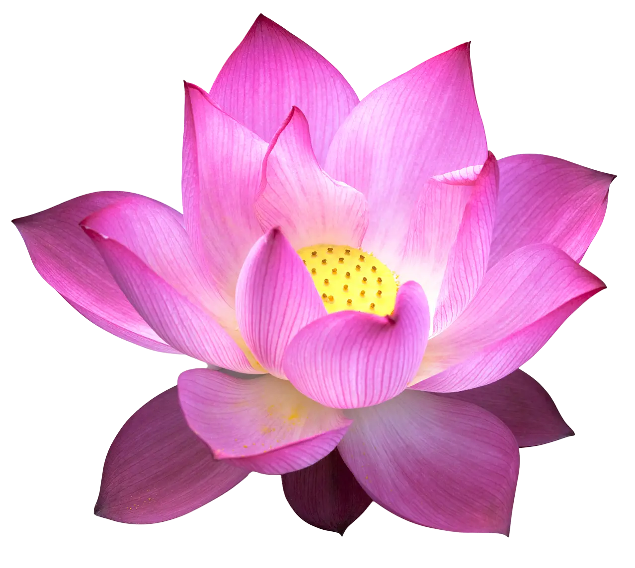 Lotus Flower